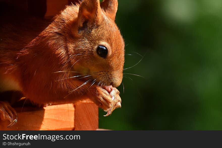 Squirrel, Fauna, Mammal, Whiskers