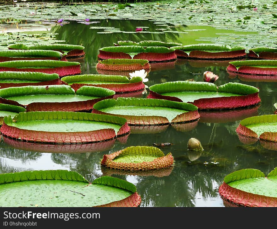 Water, Botanical Garden, Vegetation, Leaf