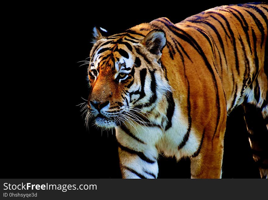 Tiger, Wildlife, Mammal, Terrestrial Animal