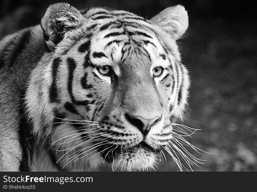 Tiger, Wildlife, Black And White, Mammal