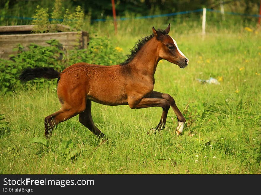 Horse, Ecosystem, Pasture, Horse Like Mammal