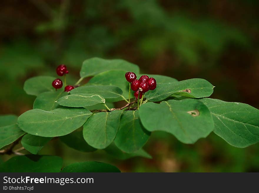 Leaf, Plant, Flora, Honeysuckle Family