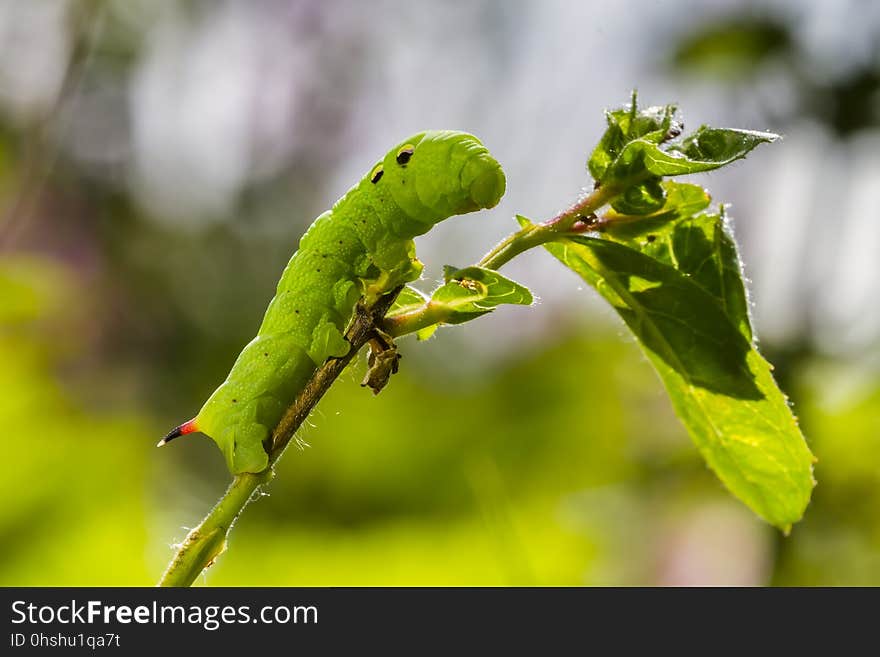 Insect, Leaf, Larva, Macro Photography