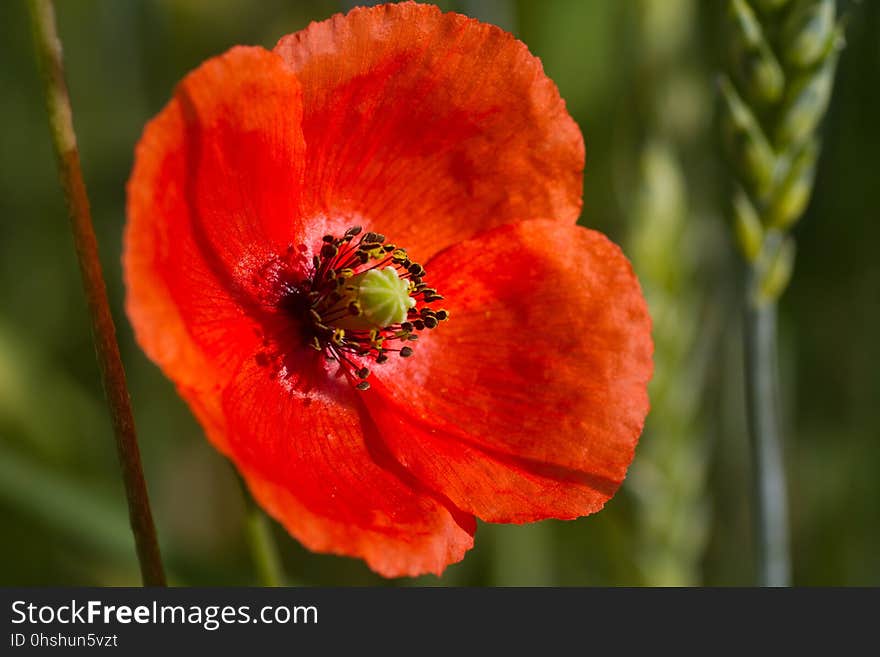 Flower, Wildflower, Poppy, Close Up