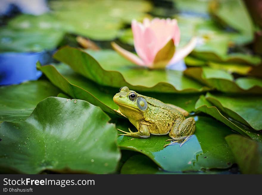 Frog, Amphibian, Leaf, Ranidae