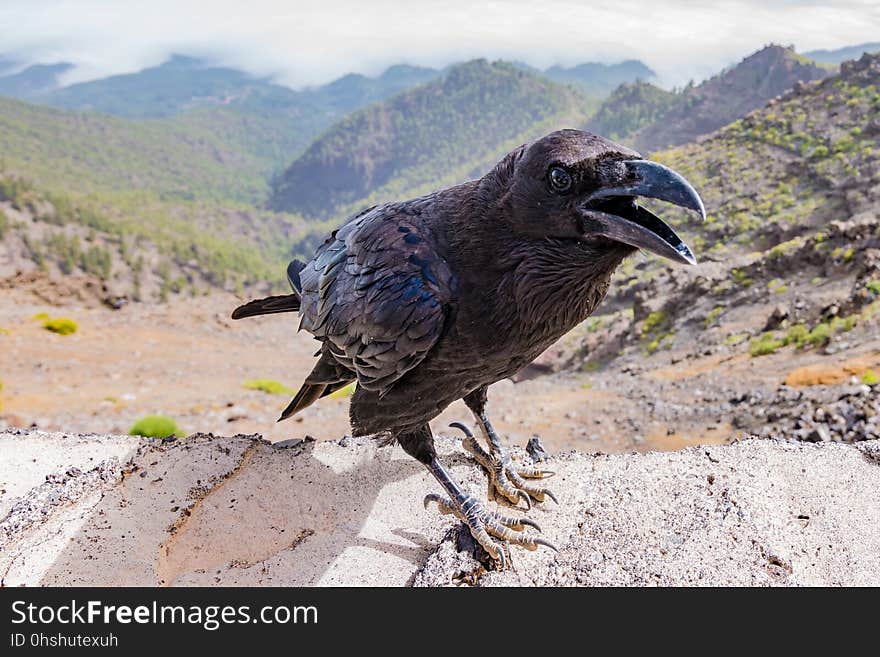 Fauna, Bird, Beak, Crow