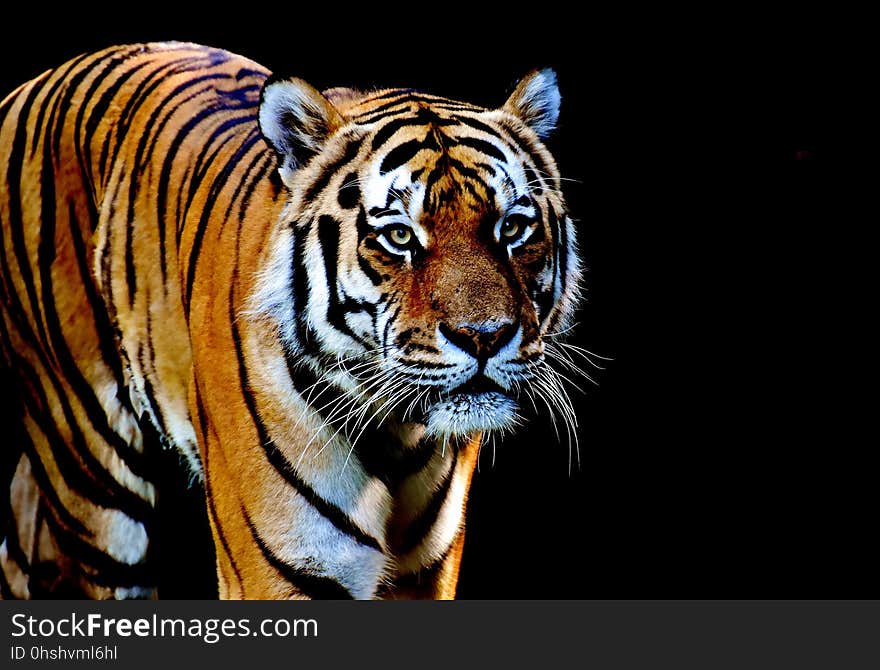 Tiger, Wildlife, Mammal, Terrestrial Animal