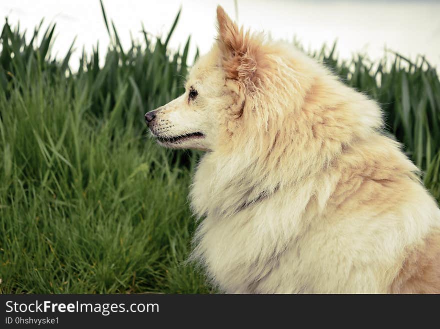 Dog, Dog Like Mammal, Dog Breed, Dog Breed Group