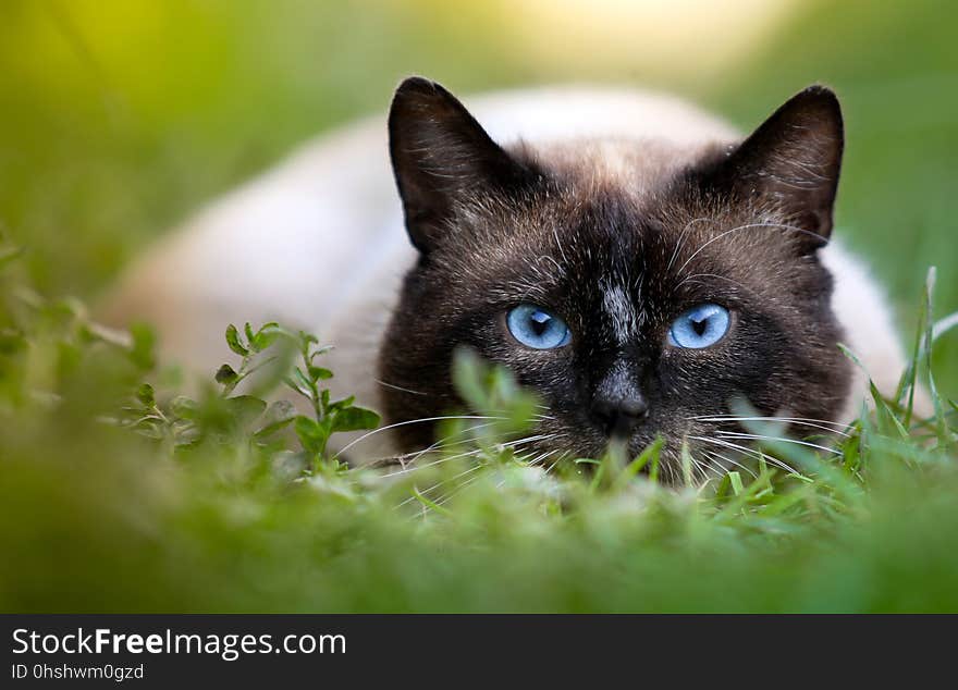 Cat, Whiskers, Fauna, Small To Medium Sized Cats