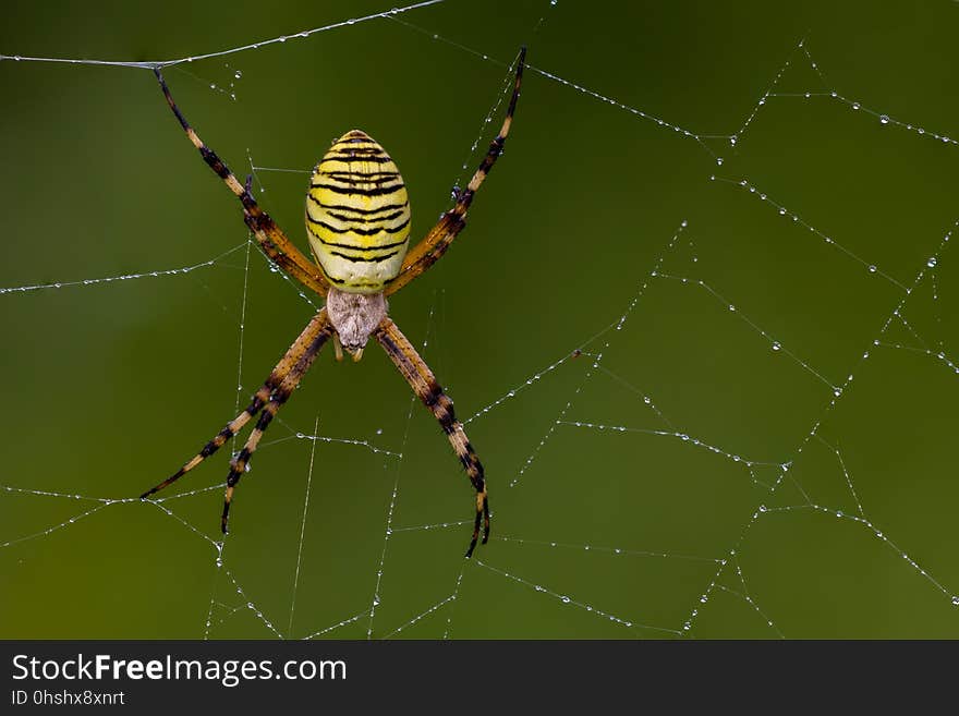 Spider, Arachnid, Orb Weaver Spider, Spider Web