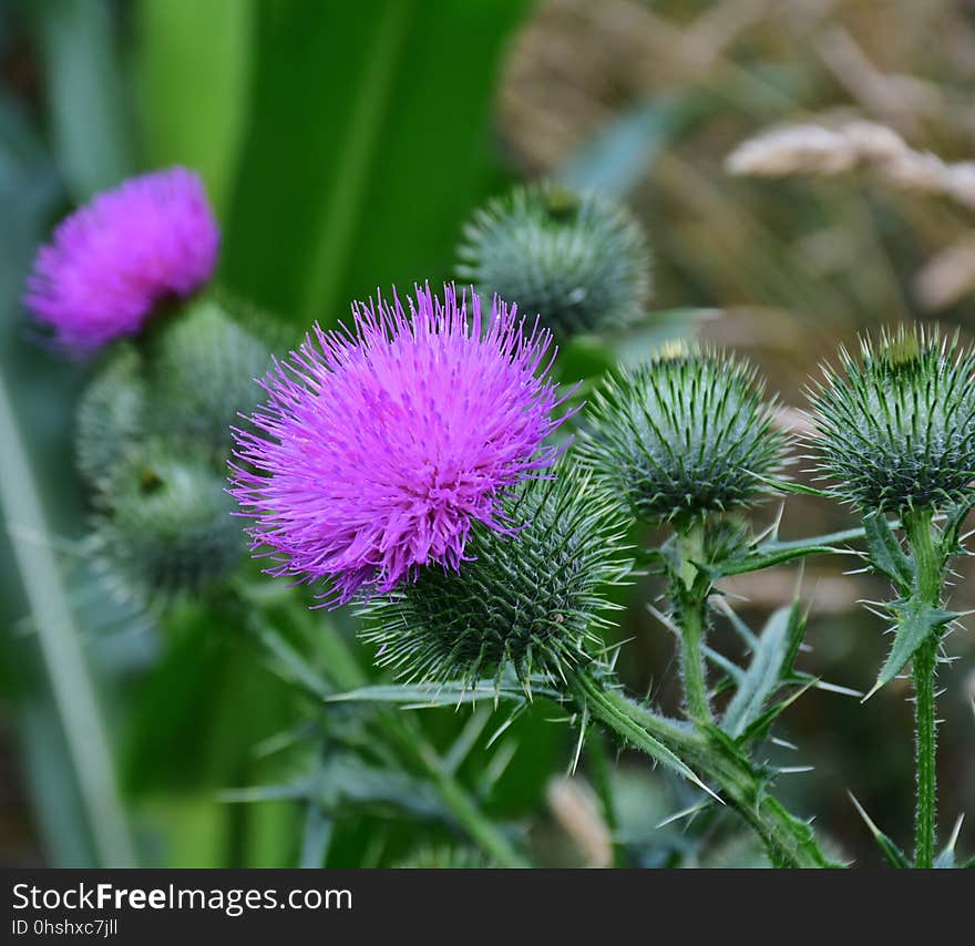 Thistle, Silybum, Plant, Noxious Weed