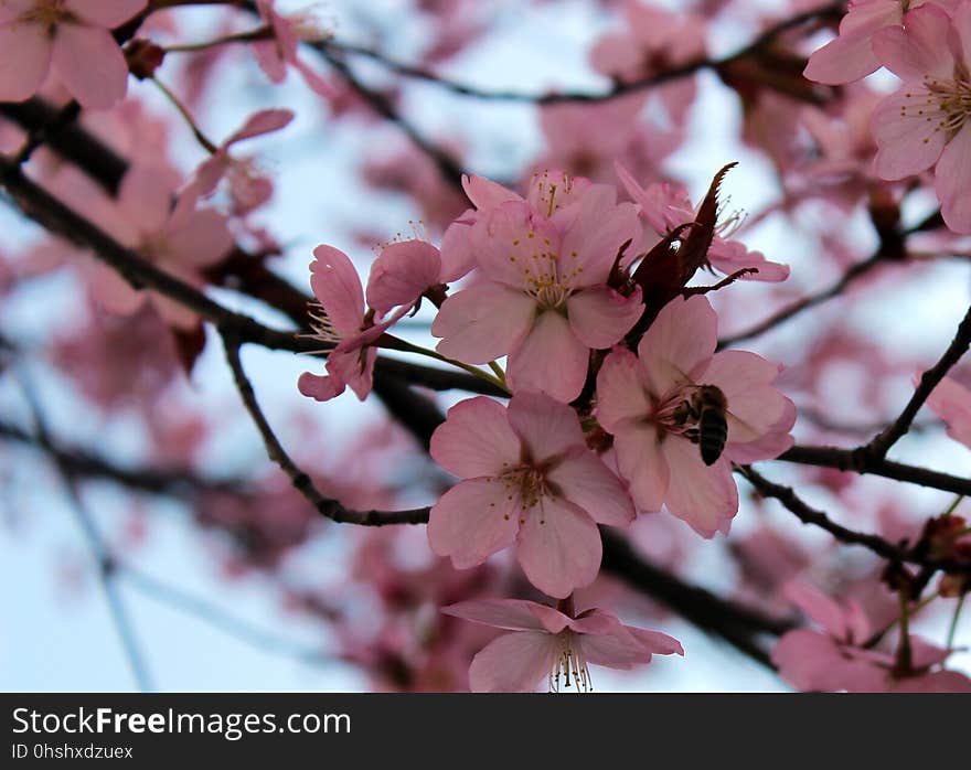 Blossom, Pink, Flower, Plant