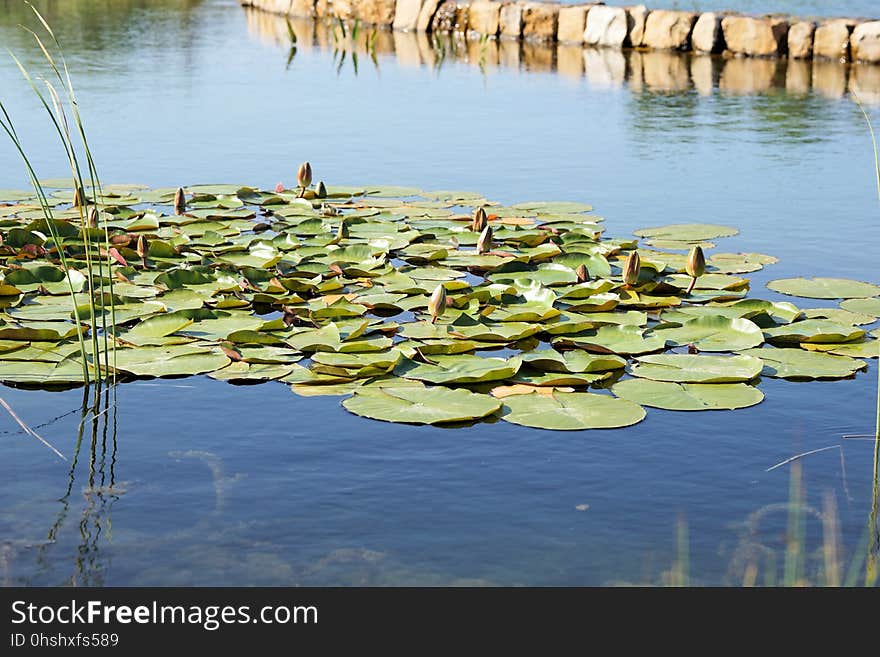 Water, Reflection, Pond, Wetland