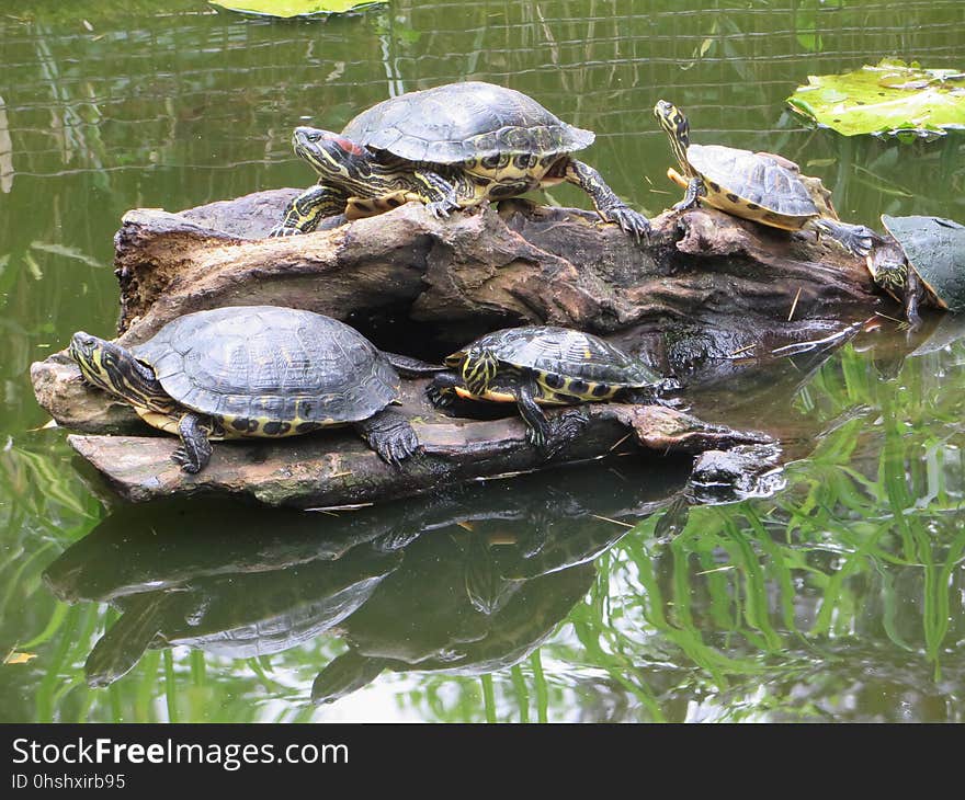 Turtle, Emydidae, Reptile, Tortoise