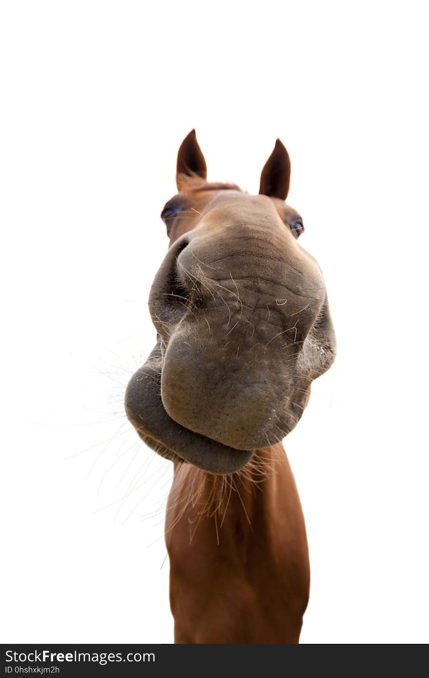 Horse, Nose, Horse Like Mammal, Mane