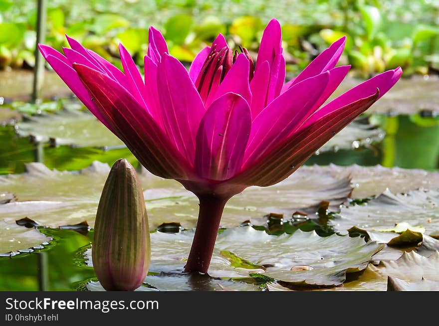 Flower, Plant, Flora, Aquatic Plant