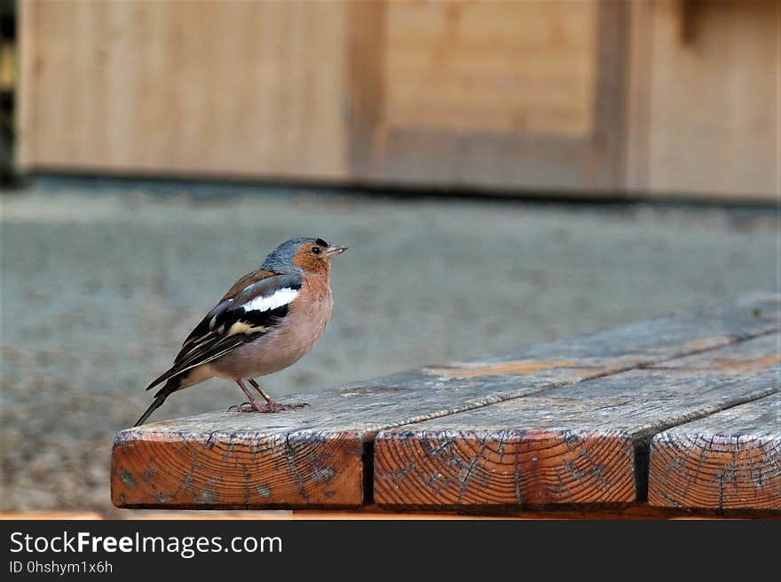 Bird, Fauna, Beak, Finch