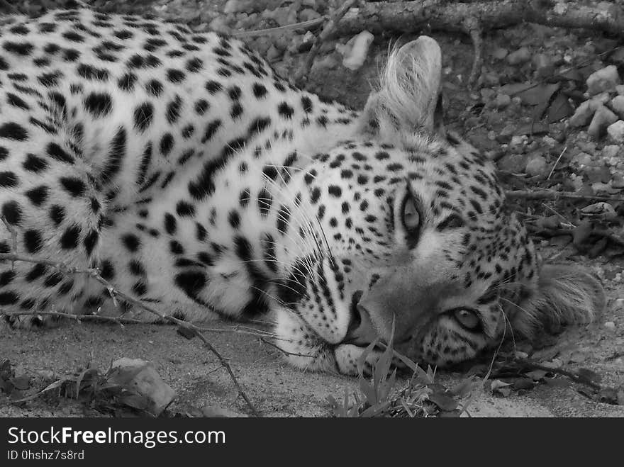 Wildlife, Leopard, Black And White, Terrestrial Animal