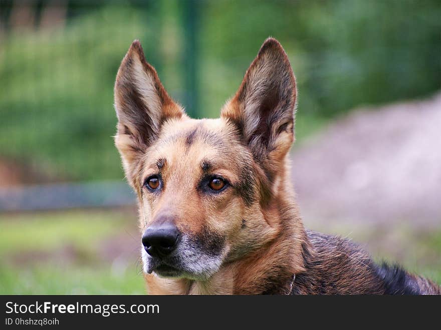 Dog, Dog Breed, Dog Like Mammal, Kunming Wolfdog