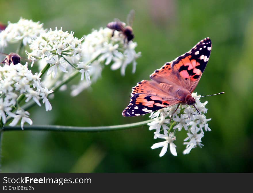 Butterfly, Moths And Butterflies, Insect, Brush Footed Butterfly