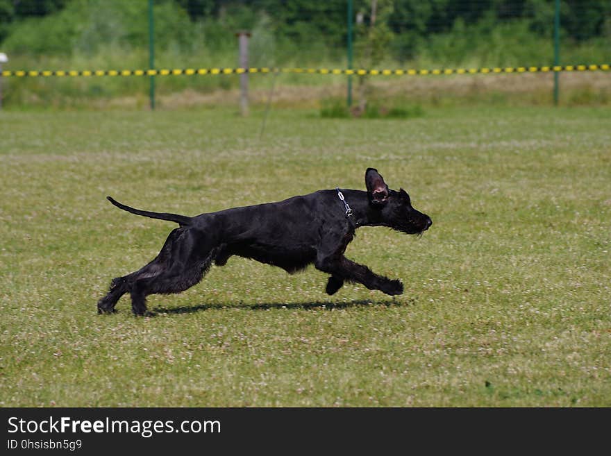 Dog Like Mammal, Dog, Dog Breed, Grass