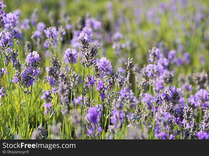 Flower, English Lavender, Lavender, Plant