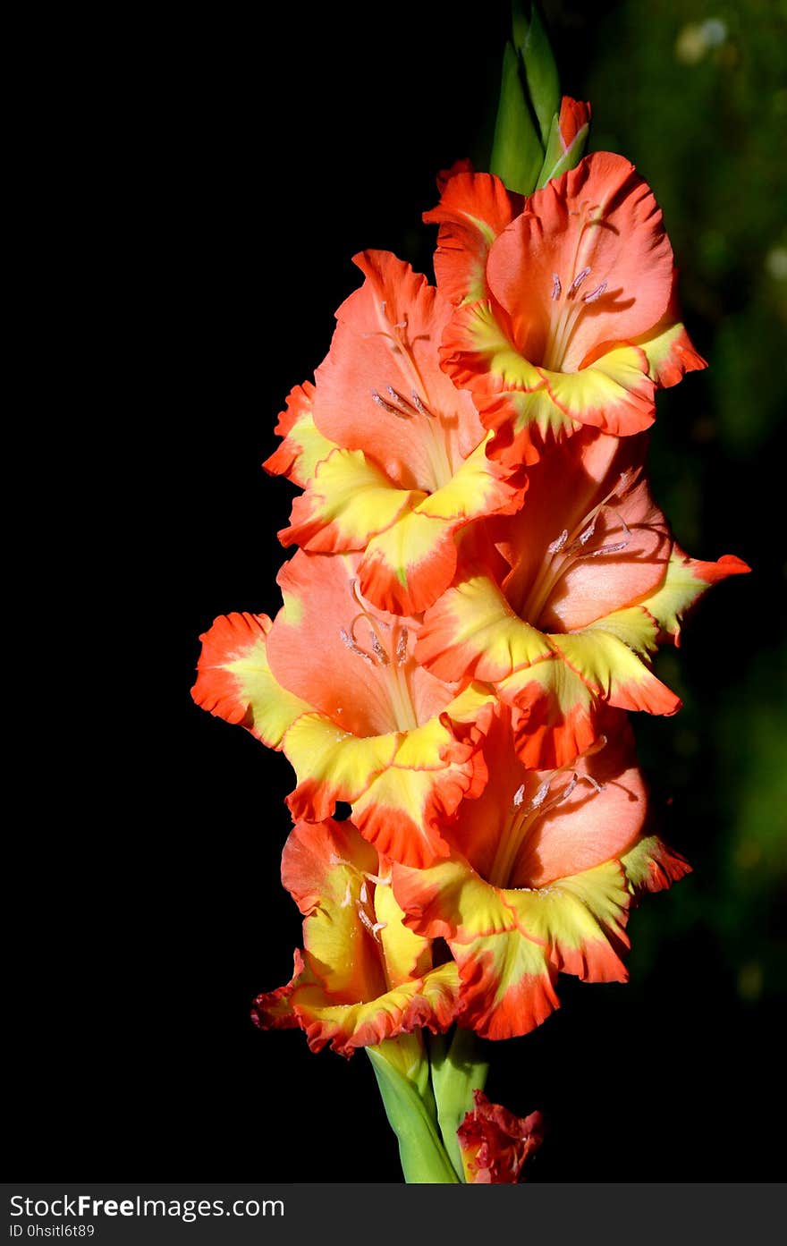 Flower, Flowering Plant, Plant, Gladiolus