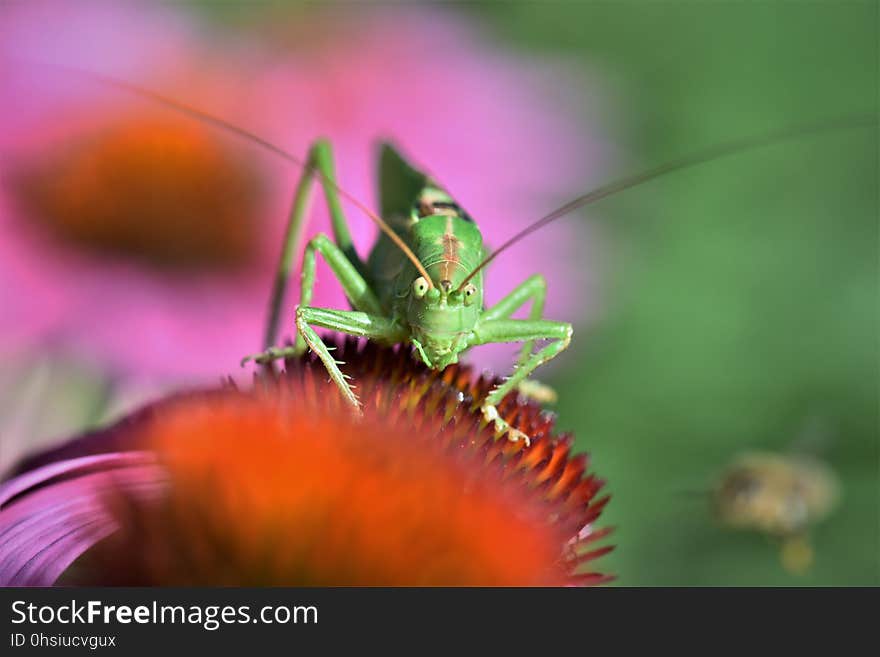 Insect, Nectar, Macro Photography, Flower