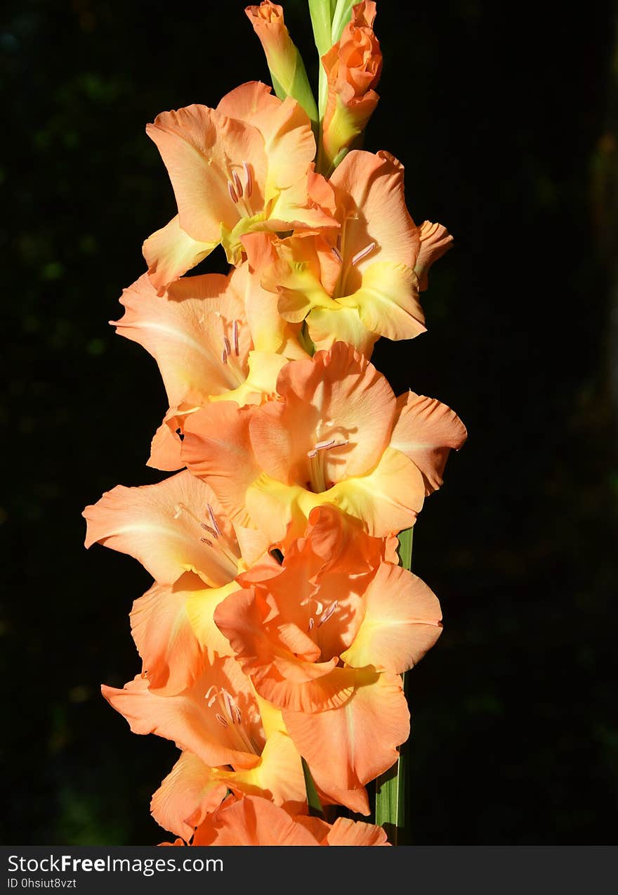 Flower, Flowering Plant, Plant, Gladiolus