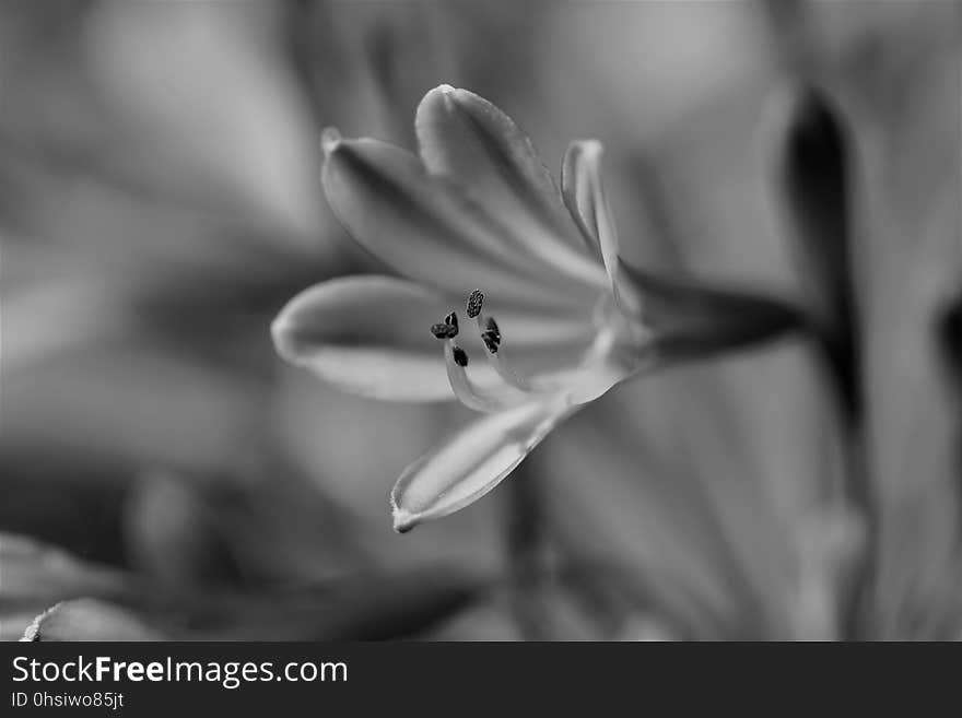 Flower, White, Black And White, Monochrome Photography