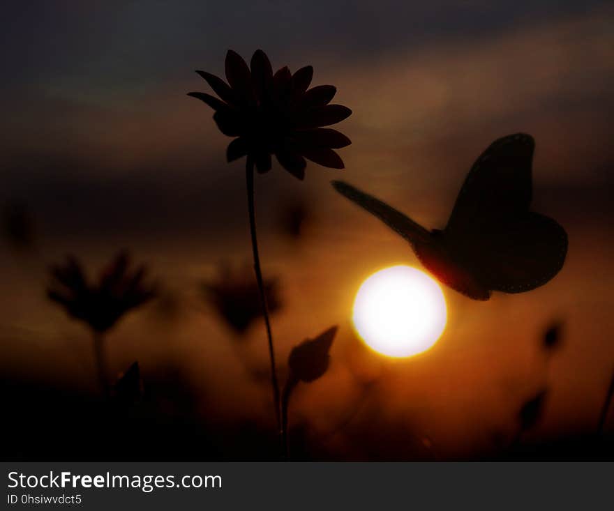 Sky, Flower, Sunrise, Sunlight