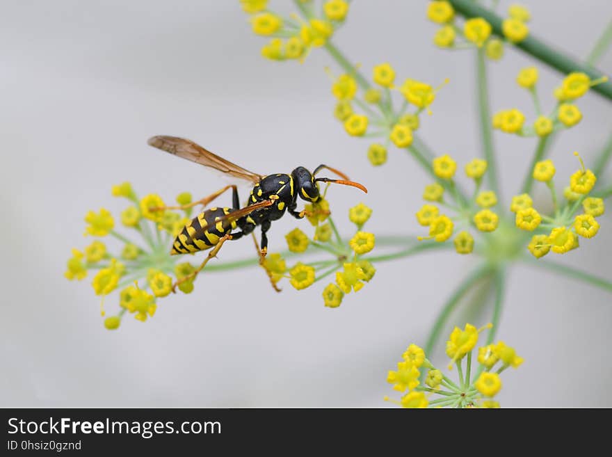 Insect, Wasp, Pest, Membrane Winged Insect