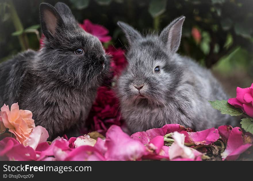 Rabbit, Mammal, Rabits And Hares, Domestic Rabbit