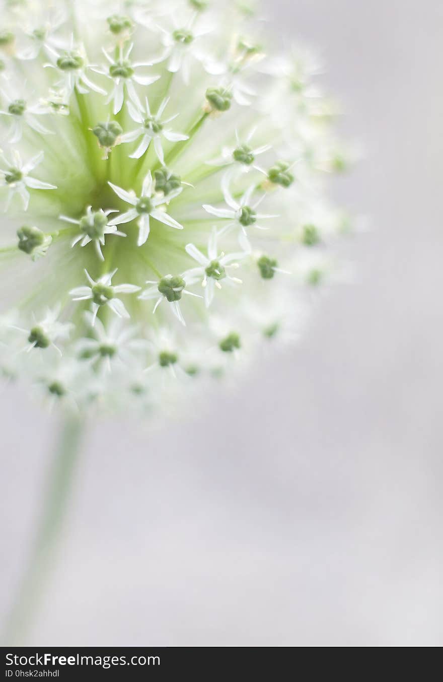 Flower, Flora, Close Up, Petal