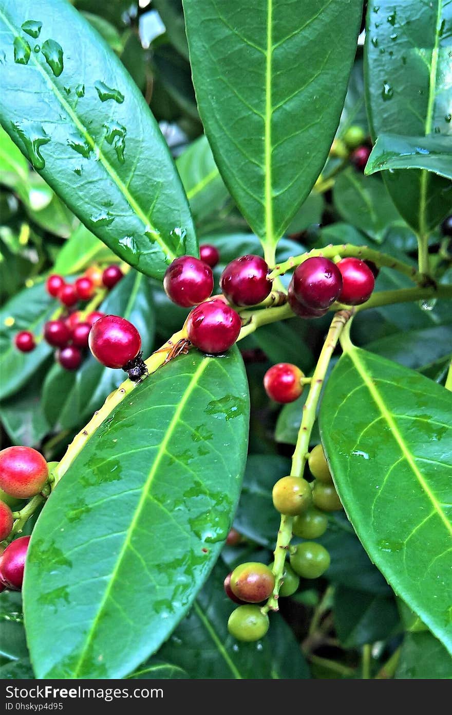 Plant, Fruit, Leaf, Berry