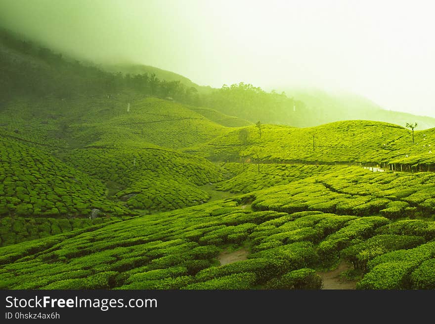 Highland, Green, Vegetation, Grassland