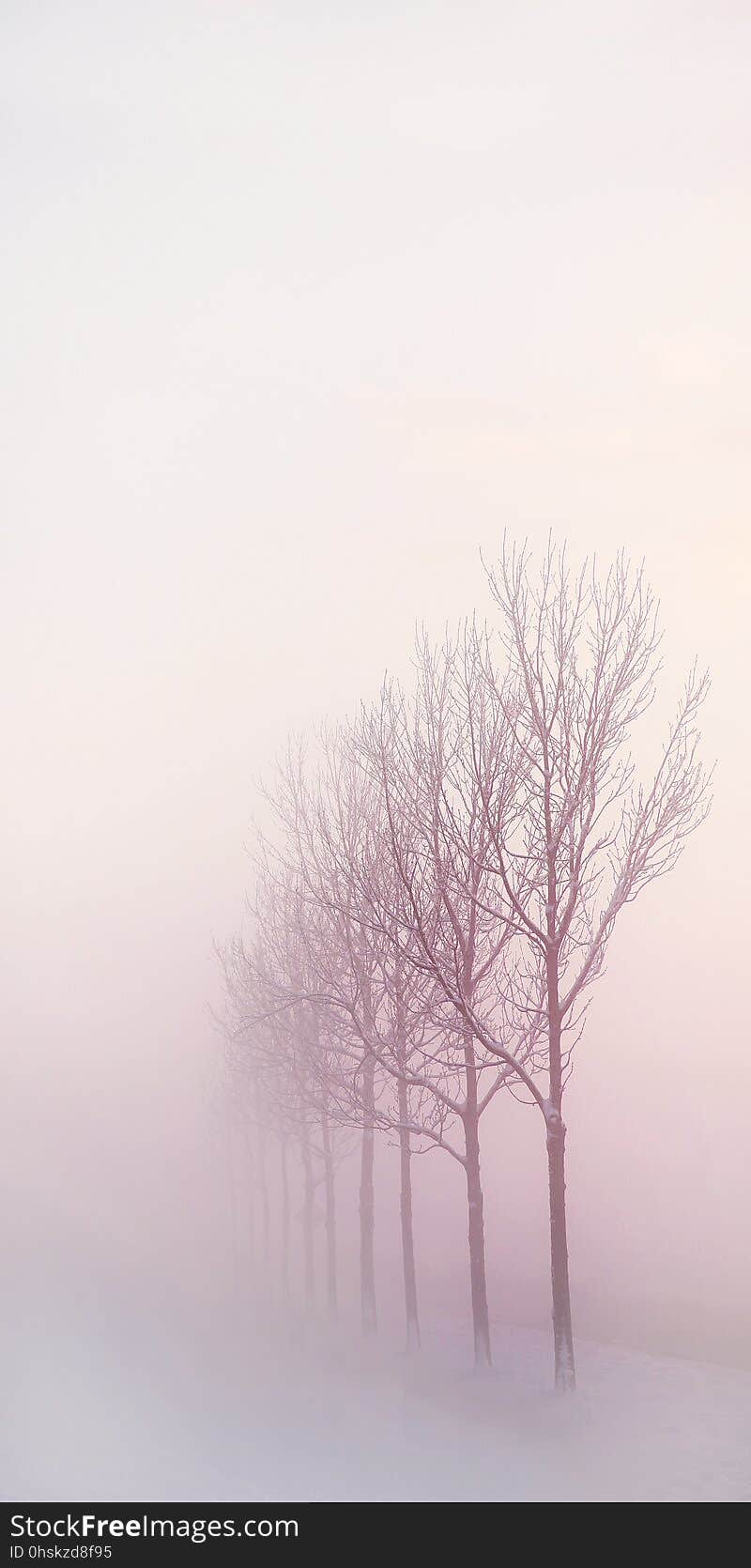 Fog, Winter, Sky, Tree