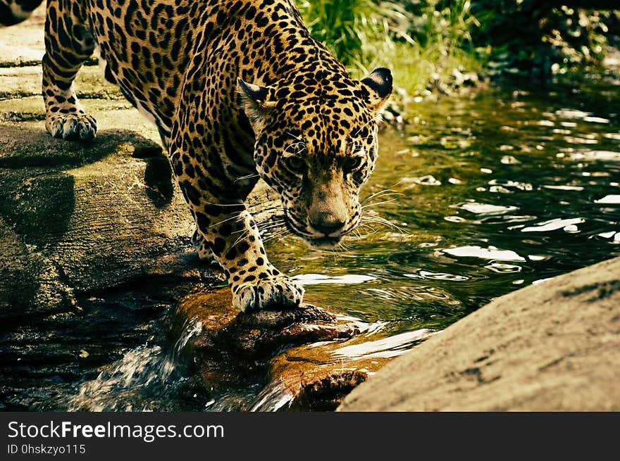 Jaguar, Wildlife, Mammal, Terrestrial Animal