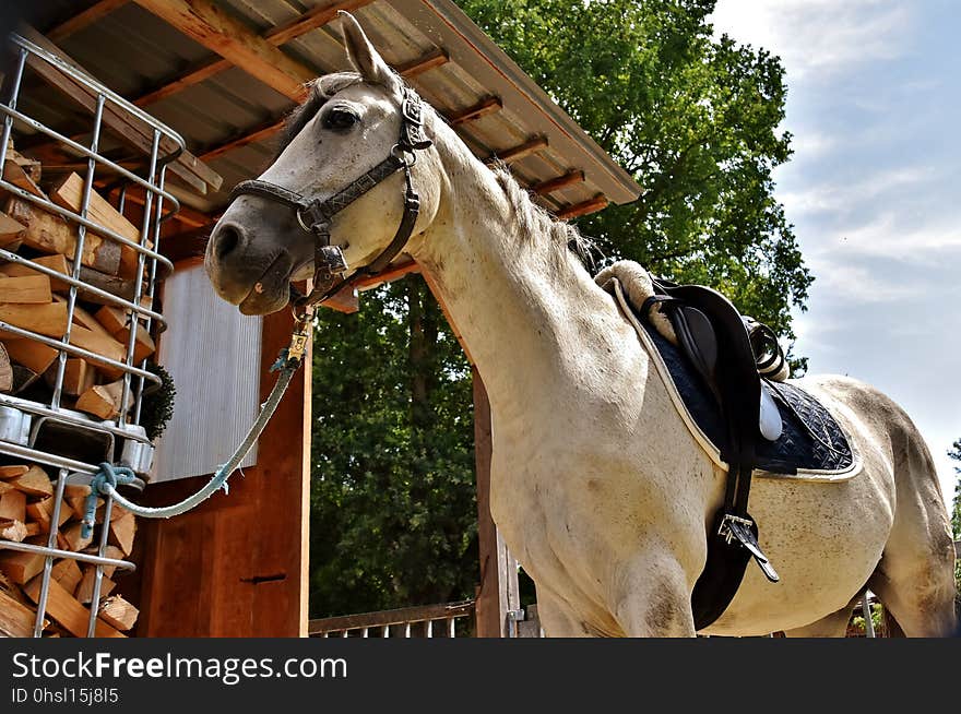 Horse, Bridle, Rein, Horse Tack