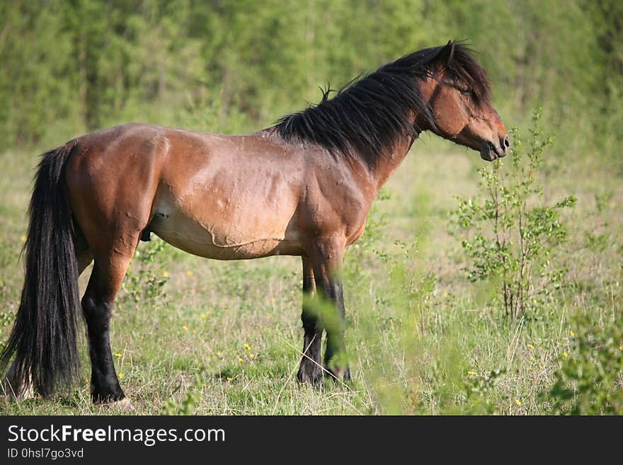 Horse, Ecosystem, Mane, Horse Like Mammal