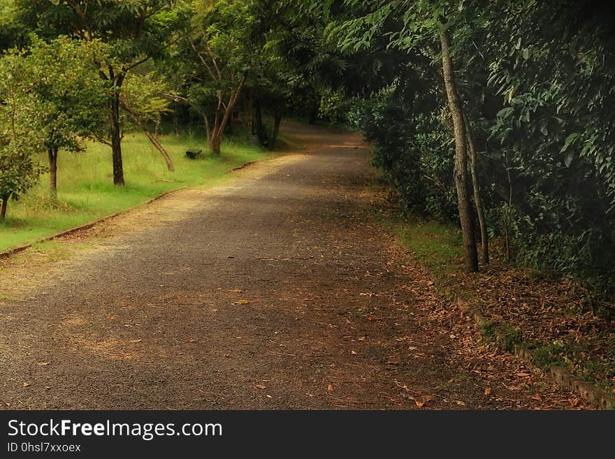 Road, Path, Vegetation, Nature Reserve