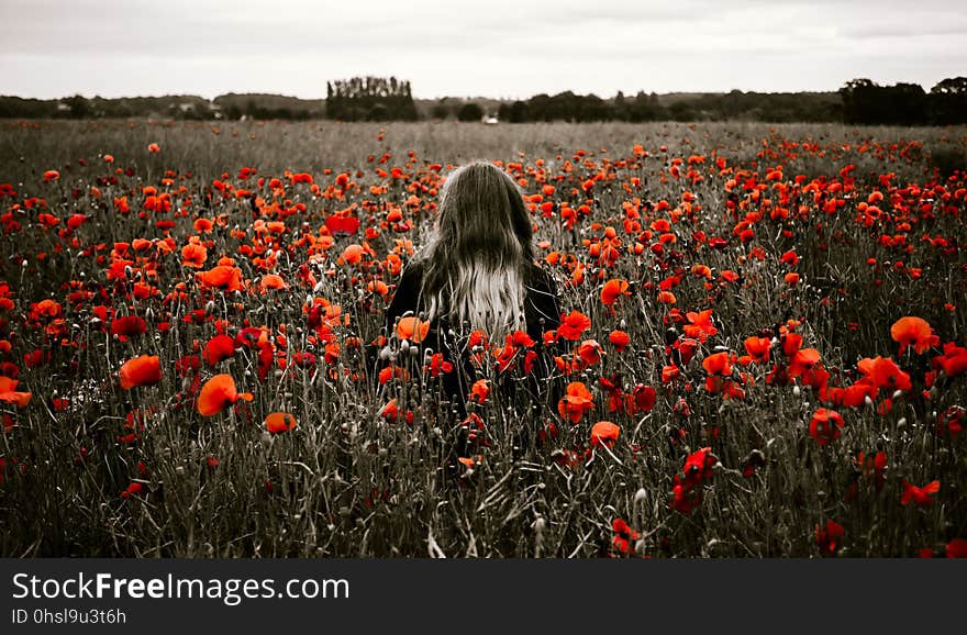 Flower, Red, Field, Plant