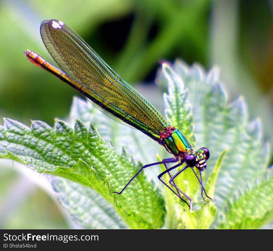 Insect, Damselfly, Dragonfly, Dragonflies And Damseflies