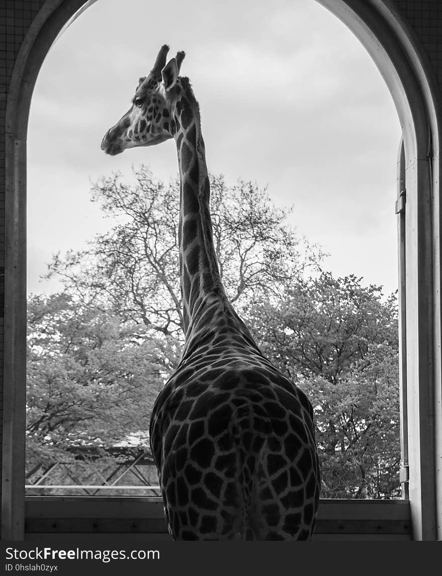 Giraffe, Black And White, Mammal, Giraffidae