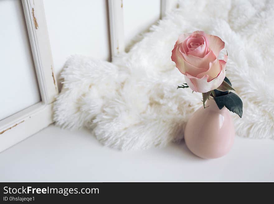 Flower, Pink, Textile, Fur