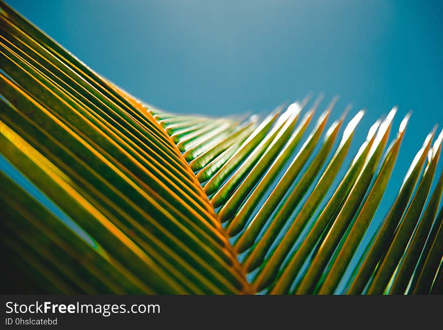 Sky, Leaf, Close Up, Light