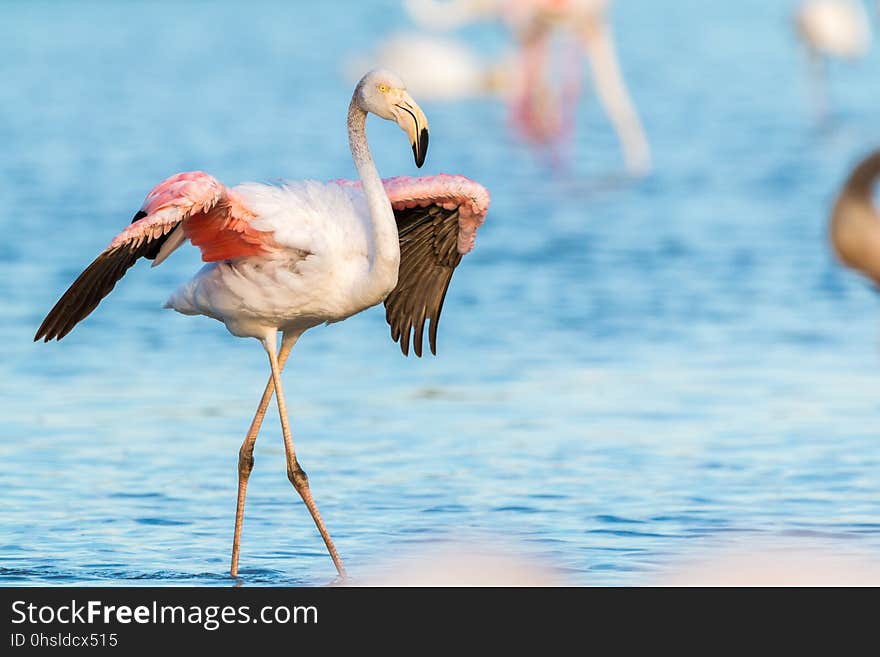 Bird, Flamingo, Water Bird, Beak