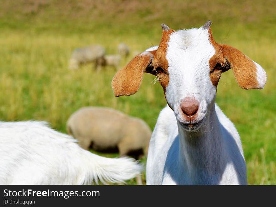 Goats, Goat, Fauna, Cow Goat Family