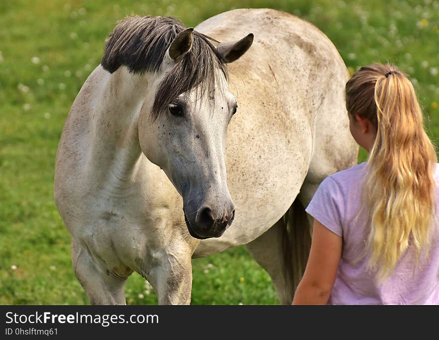 Horse, Mane, Horse Like Mammal, Mare