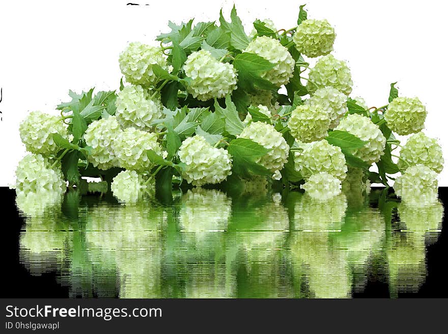 Flower, Plant, Viburnum, Hydrangea